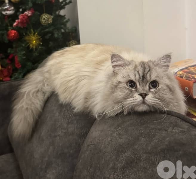 persian cat for sale 1