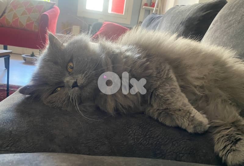 scottish cat for sale 1