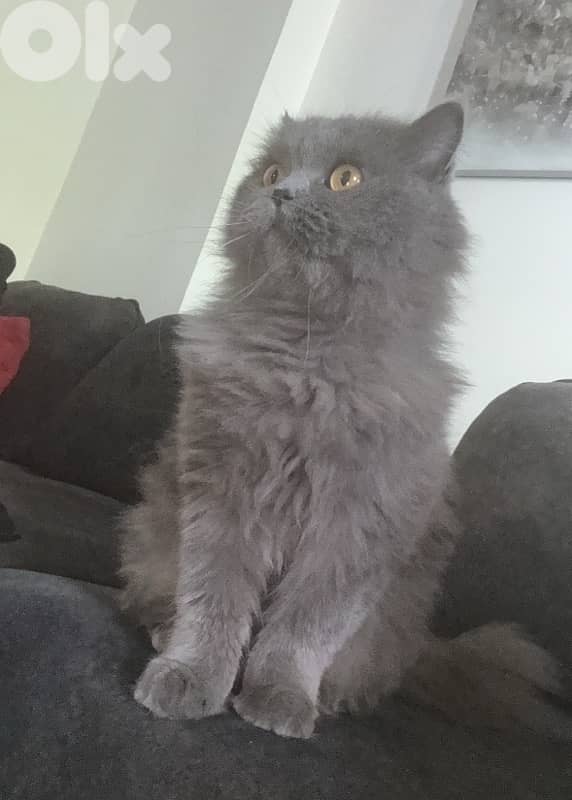 scottish cat for sale 2