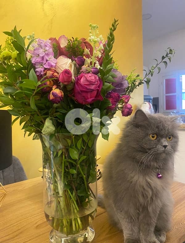 scottish cat for sale 3