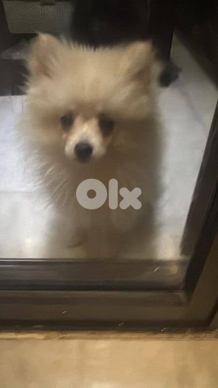 pomeranian male 2