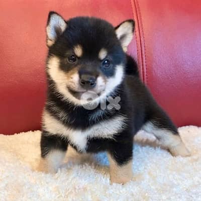 Shiba Inu Special Black Tan Puppies/ dog كلاب