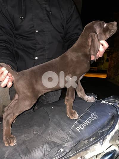 Brack gsp جرو كلب صيد