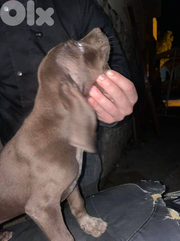 Brack gsp جرو كلب صيد 1