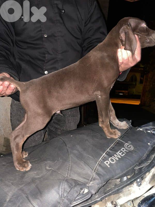 Brack gsp جرو كلب صيد 2