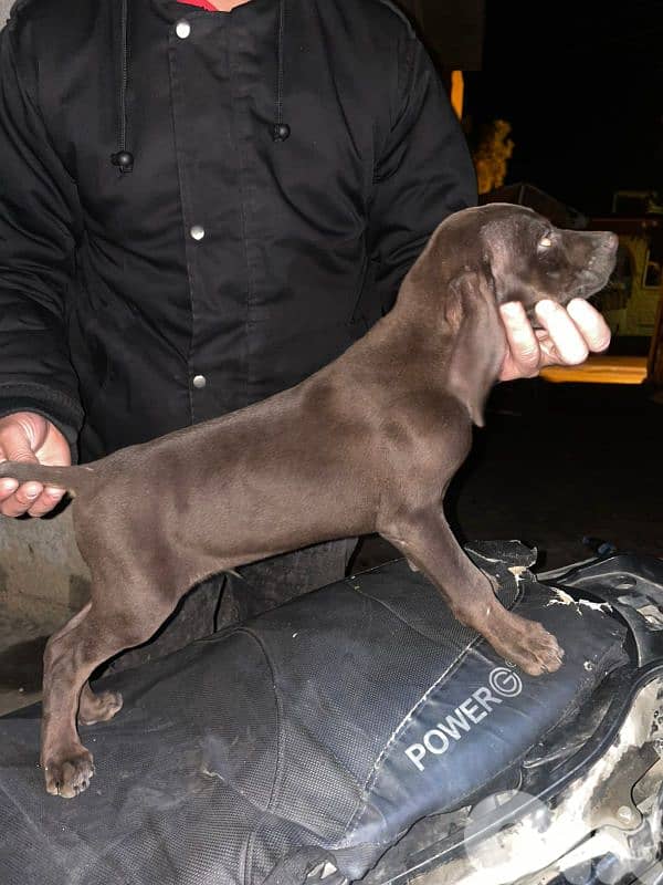 Brack gsp جرو كلب صيد 3