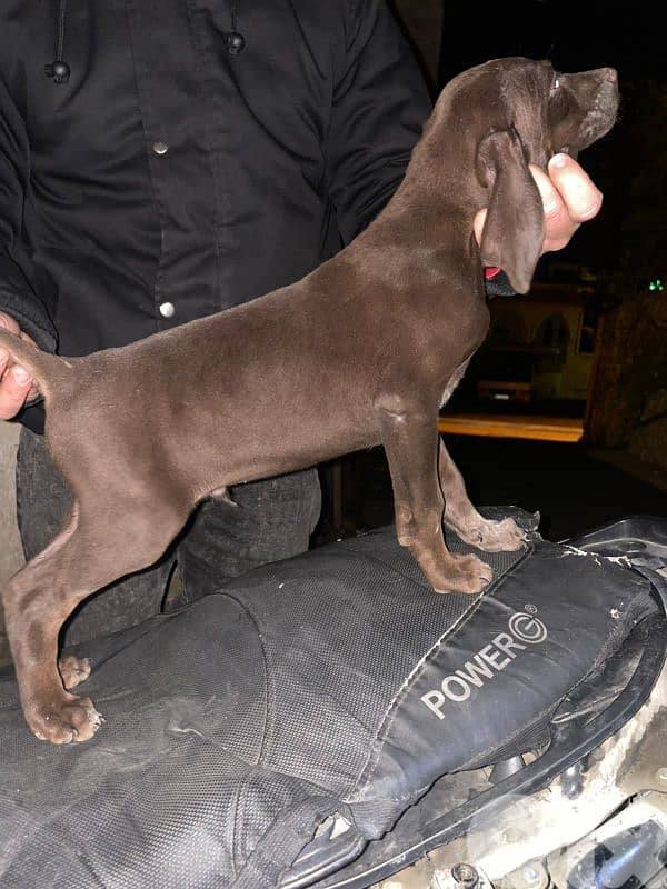 Brack gsp جرو كلب صيد 4