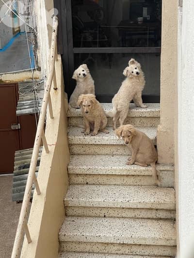 dogs for sale good price