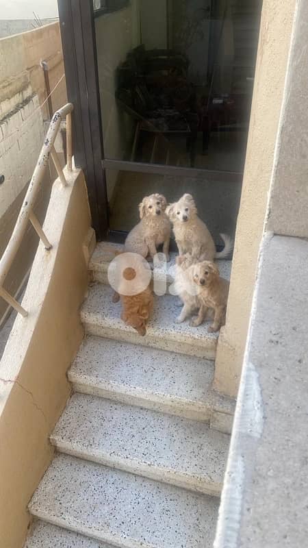 dogs for sale good price 1