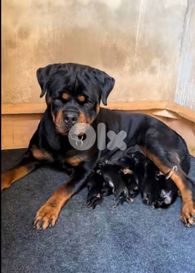 rottweiler serbian