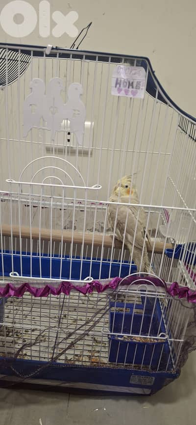 Karawan for sale - 6 months old