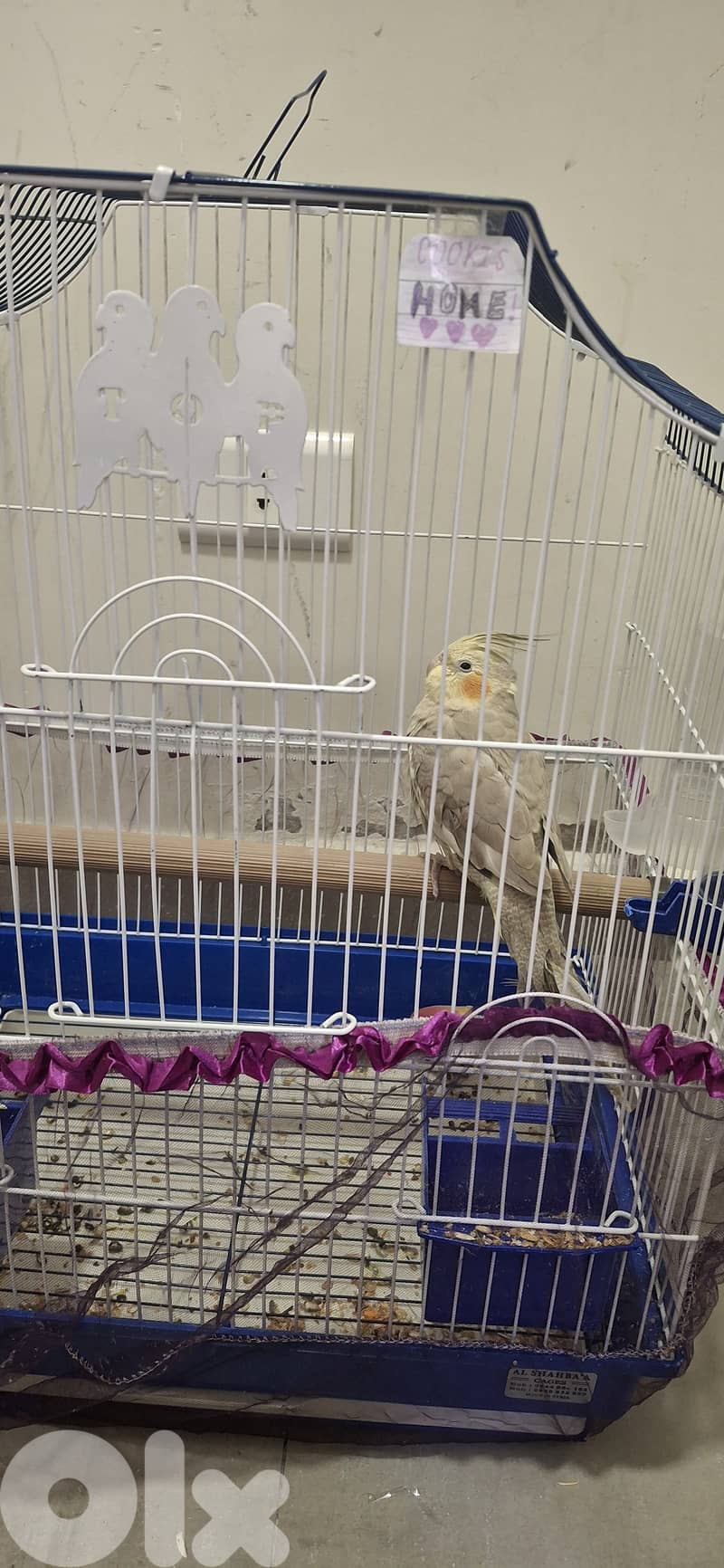 Karawan for sale - 6 months old 1