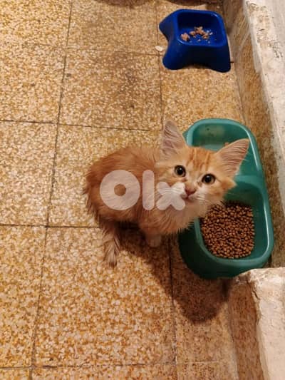 عين الرماني  بيروت