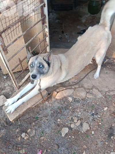 Adoption dog لتبني