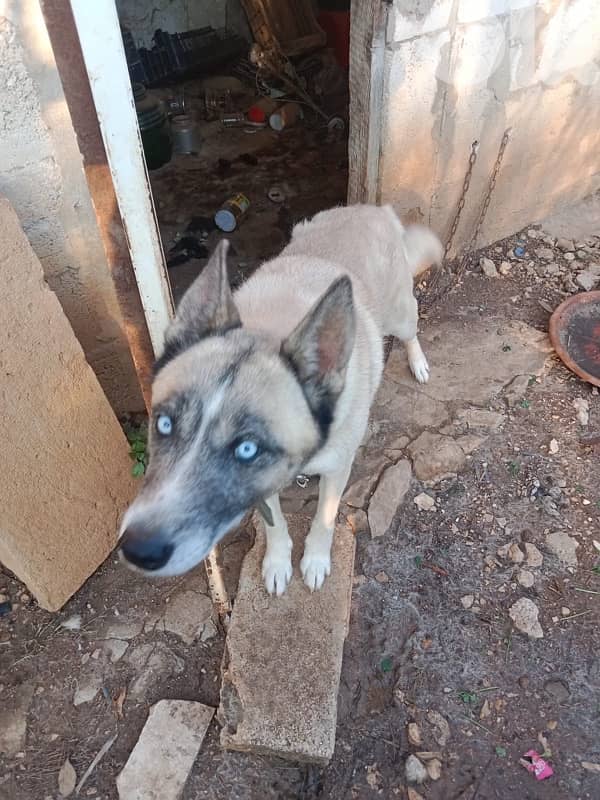 Adoption dog لتبني 1