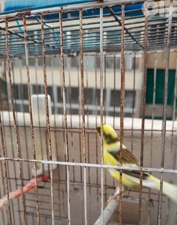 كنارات بلديات  ٥ اناتي وذكر ابيض عمر سنه جاهزين 1