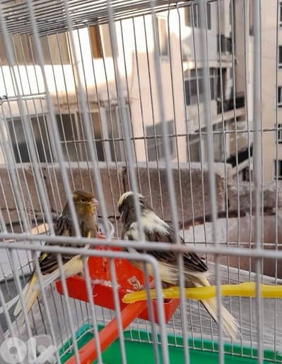 كنارات بلديات  ٥ اناتي وذكر ابيض عمر سنه جاهزين