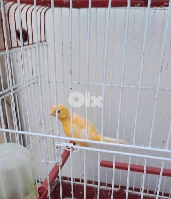 كنارات بلديات  ٥ اناتي وذكر ابيض عمر سنه جاهزين 2