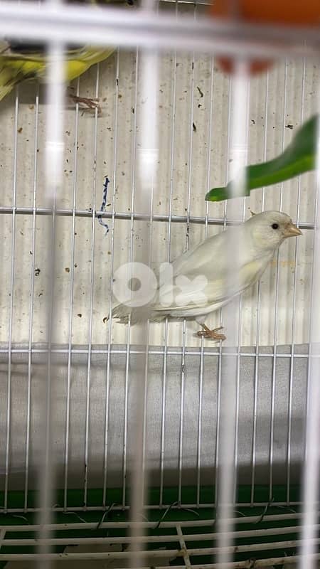 كنارات بلديات  ٥ اناتي وذكر ابيض عمر سنه جاهزين 3