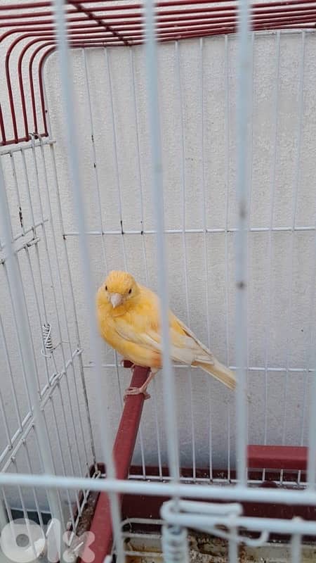 كنارات بلديات  ٥ اناتي وذكر ابيض عمر سنه جاهزين 4