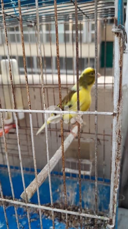 كنارات بلديات  ٥ اناتي وذكر ابيض عمر سنه جاهزين 5