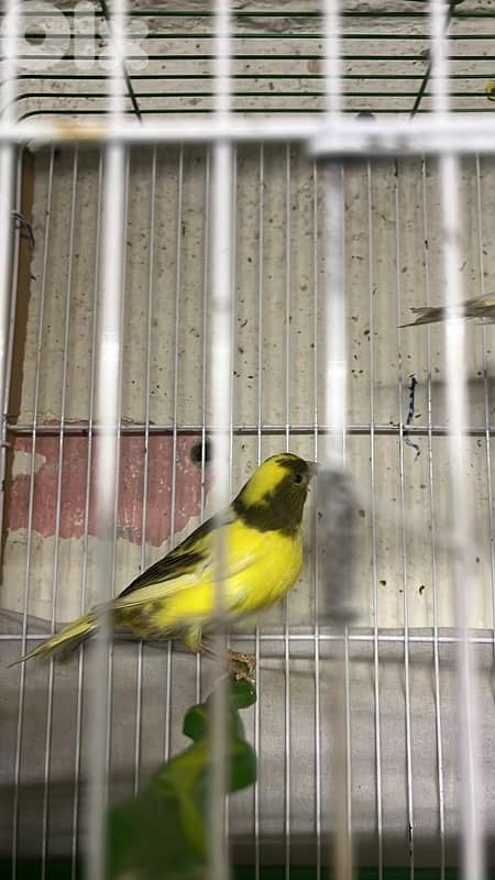 كنارات بلديات  ٥ اناتي وذكر ابيض عمر سنه جاهزين 7