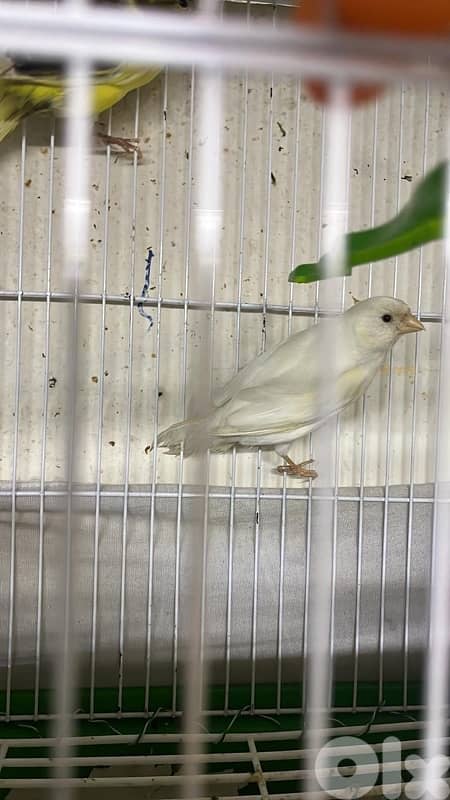 كنارات بلديات  ٥ اناتي وذكر ابيض عمر سنه جاهزين 8