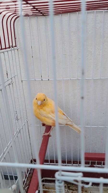 كنارات بلديات  ٥ اناتي وذكر ابيض عمر سنه جاهزين 9