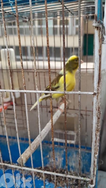 كنارات بلديات  ٥ اناتي وذكر ابيض عمر سنه جاهزين 10