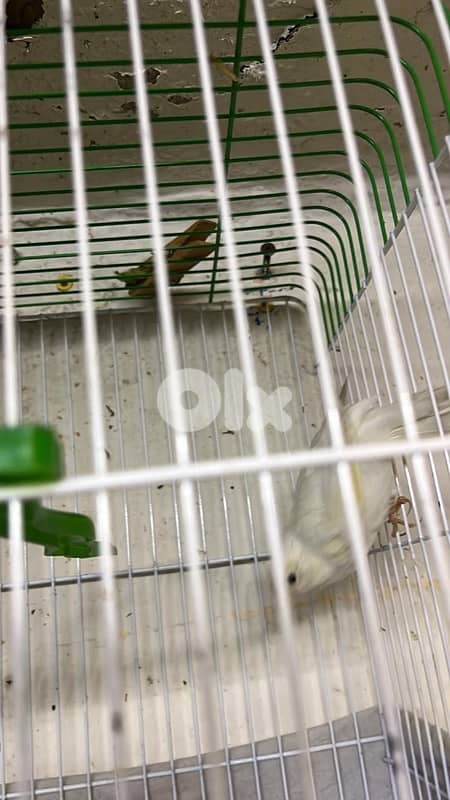 كنارات بلديات  ٥ اناتي وذكر ابيض عمر سنه جاهزين 11