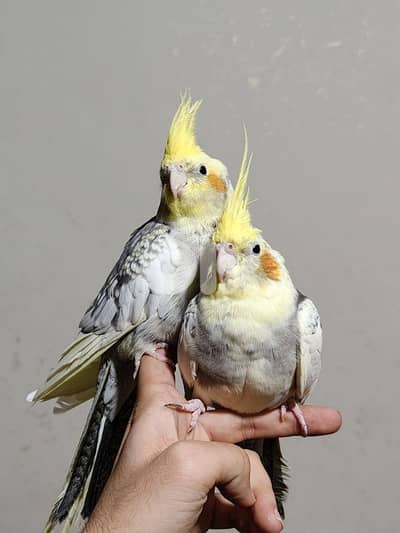 حبتين كروان نص ترويض