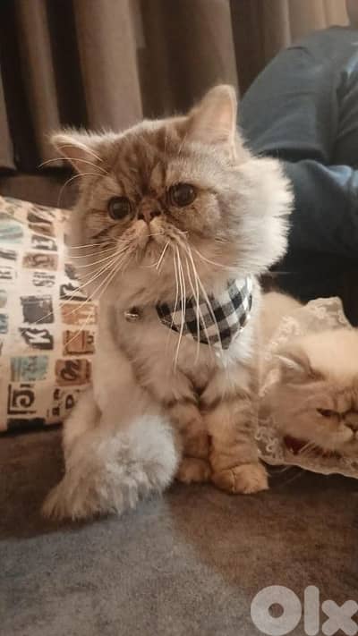 male picky face pure persian for mating