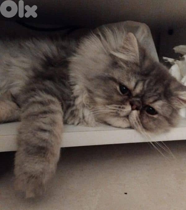 male picky face pure persian for mating 1