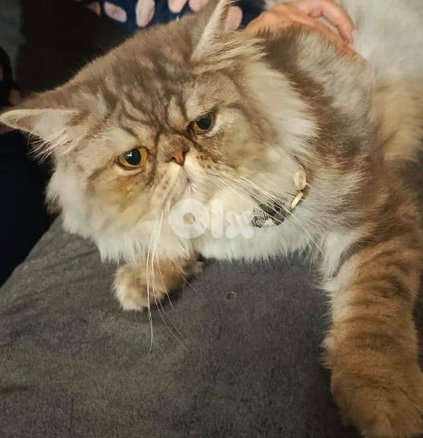 male picky face pure persian for mating 2