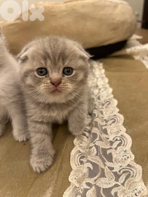 Scottish and British 1