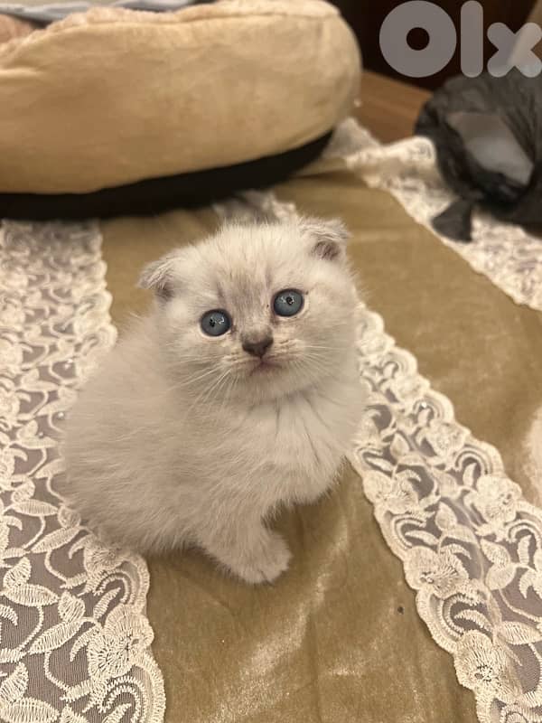 Scottish and British 2