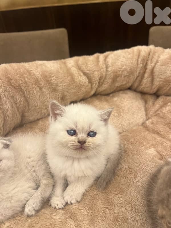 Scottish and British 3