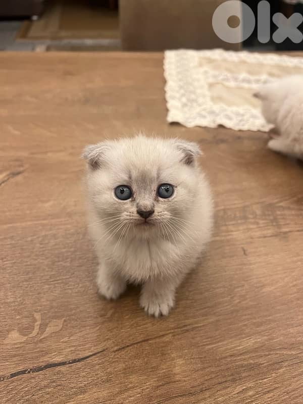 Scottish and British 4