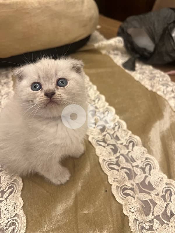 Scottish and British 5