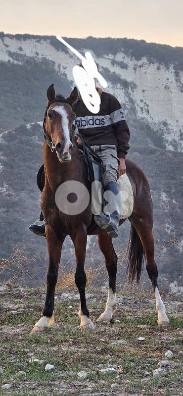 مهر  دم نار 1