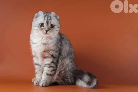 scottish murbel 70485808