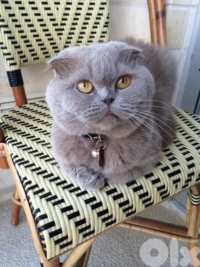 scottish fold 70485808