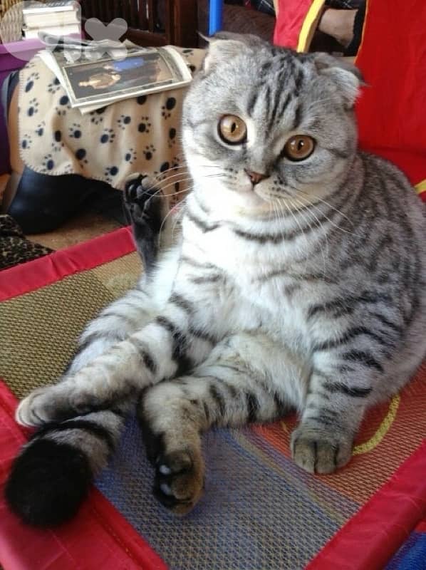 scottish fold 70485808 1