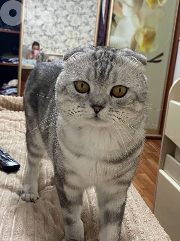 scottish fold 70485808 2
