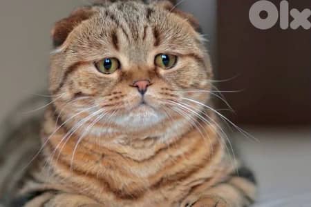 scottish fold 70485808