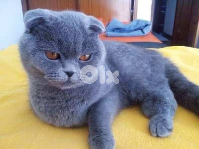scottish fold 70485808 4