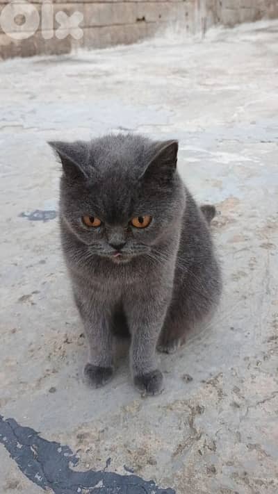 Selling a female cat of the breed British shorthair