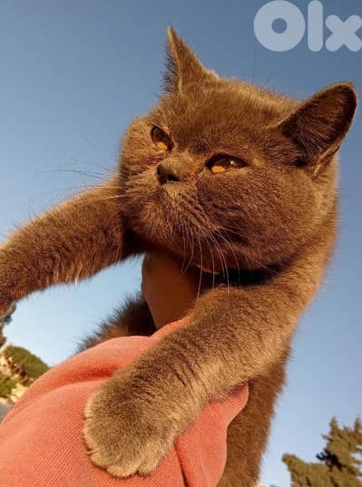 Selling a female cat of the breed British shorthair