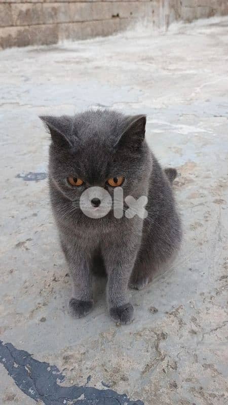 Selling a female cat of the breed British shorthair 1