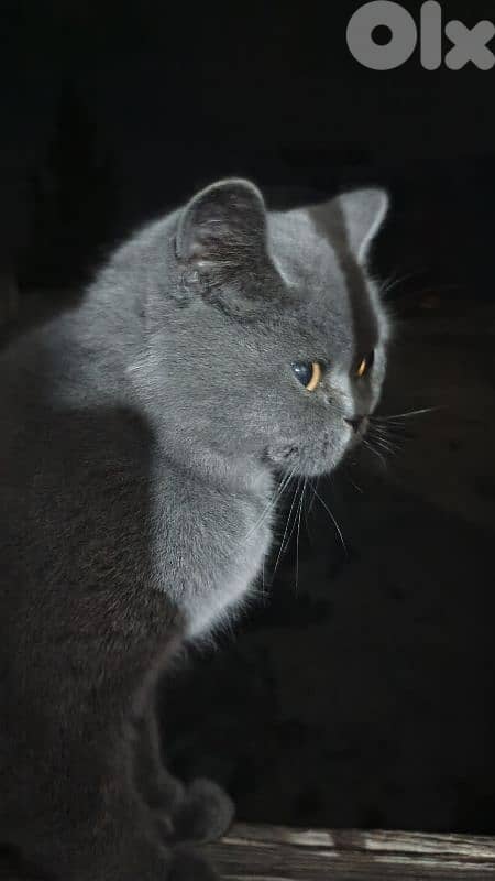 Selling a female cat of the breed British shorthair 2